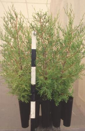 AWC transplants in Hiko V 530 tray